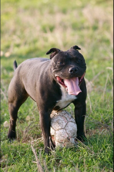 Ibiza Bigbenstaffy