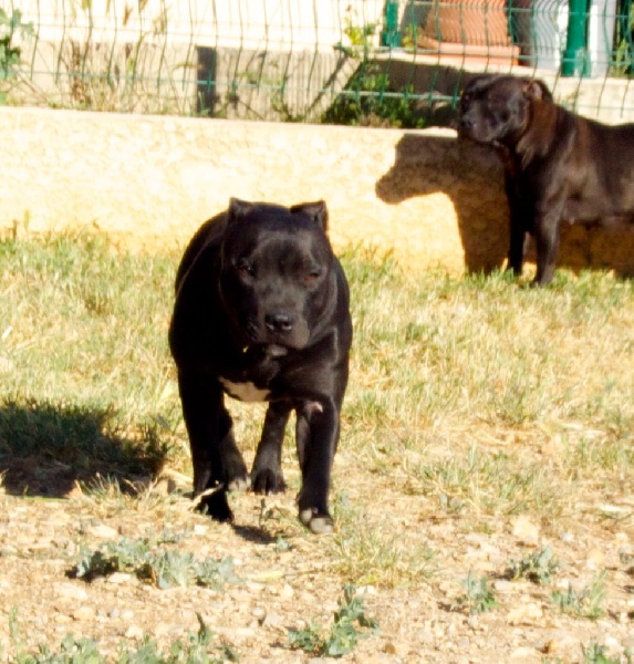 I'm black princess dit pipper at domaine des alunts